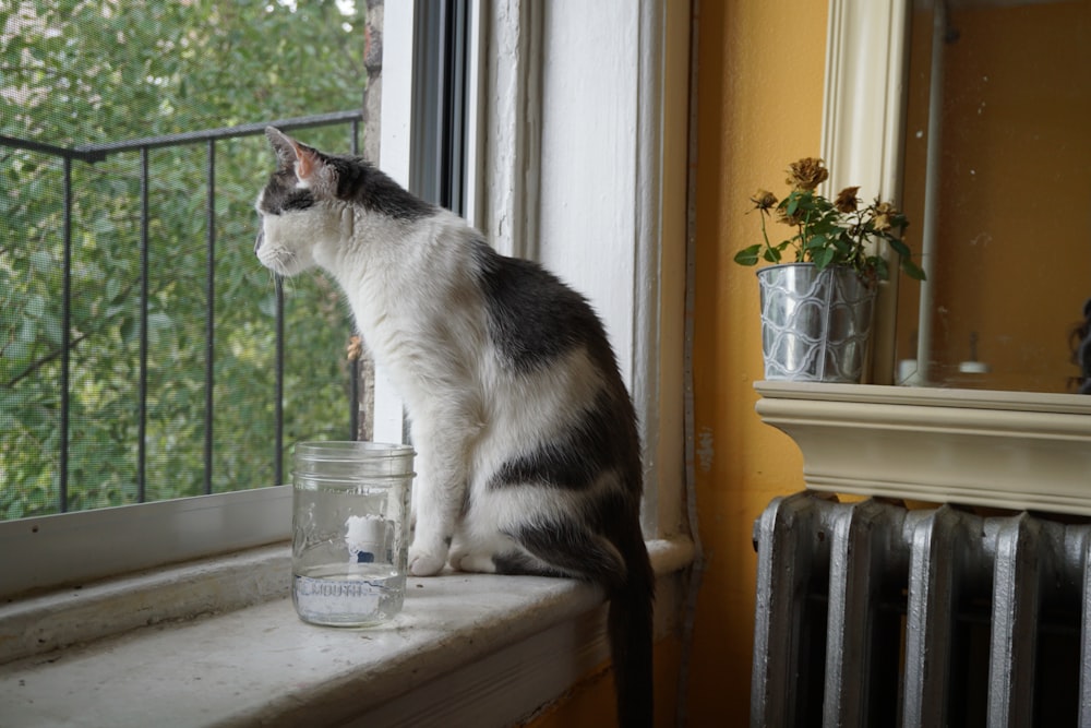 a black and white cat sitting on a window sill