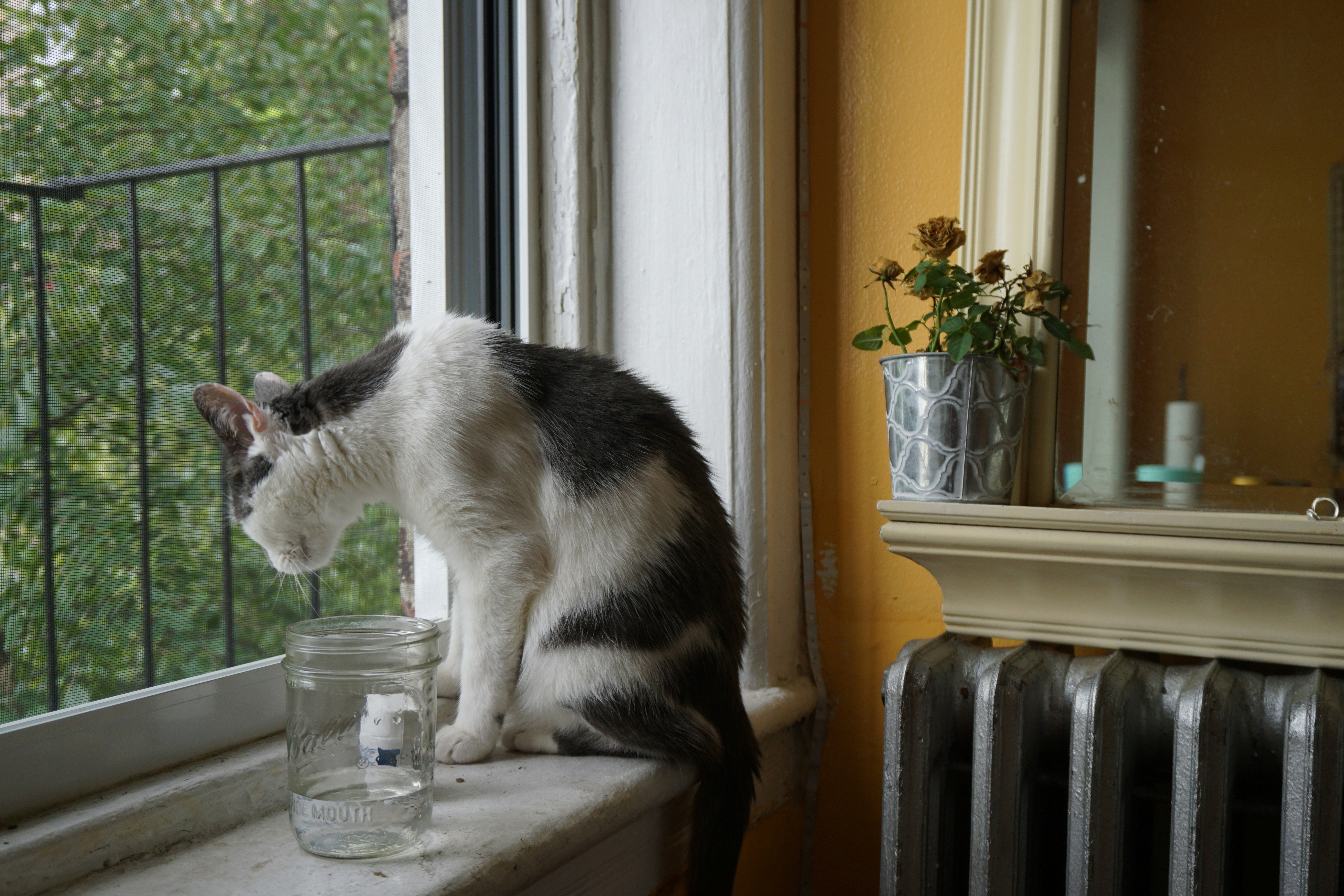 Photo by frolicsomefairy