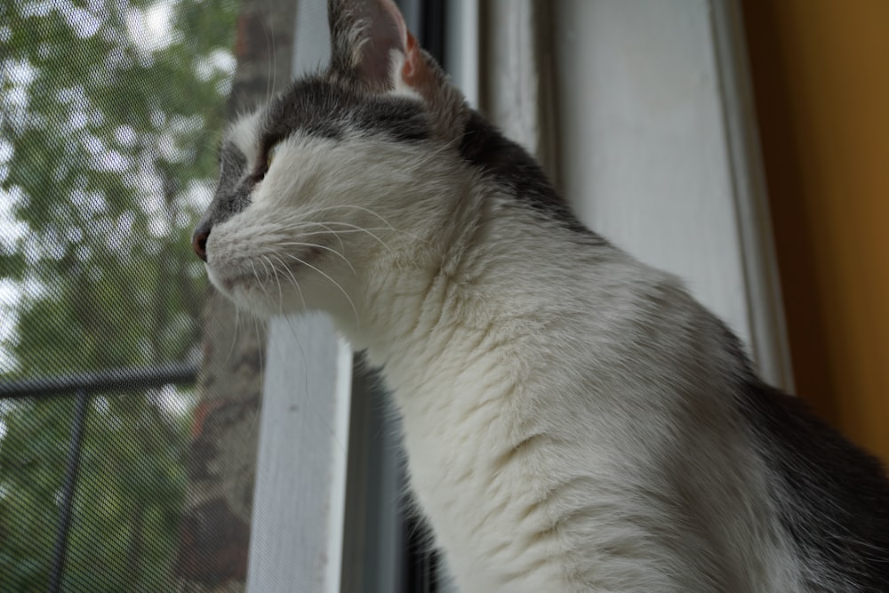 a black and white cat looking out a window