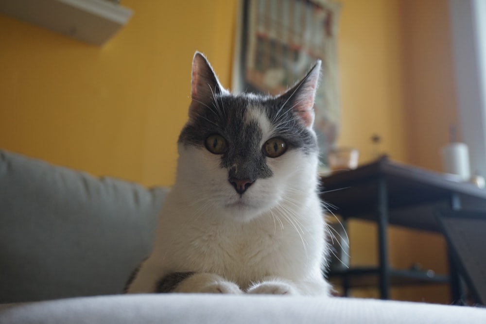 a gray and white cat sitting on top of a couch