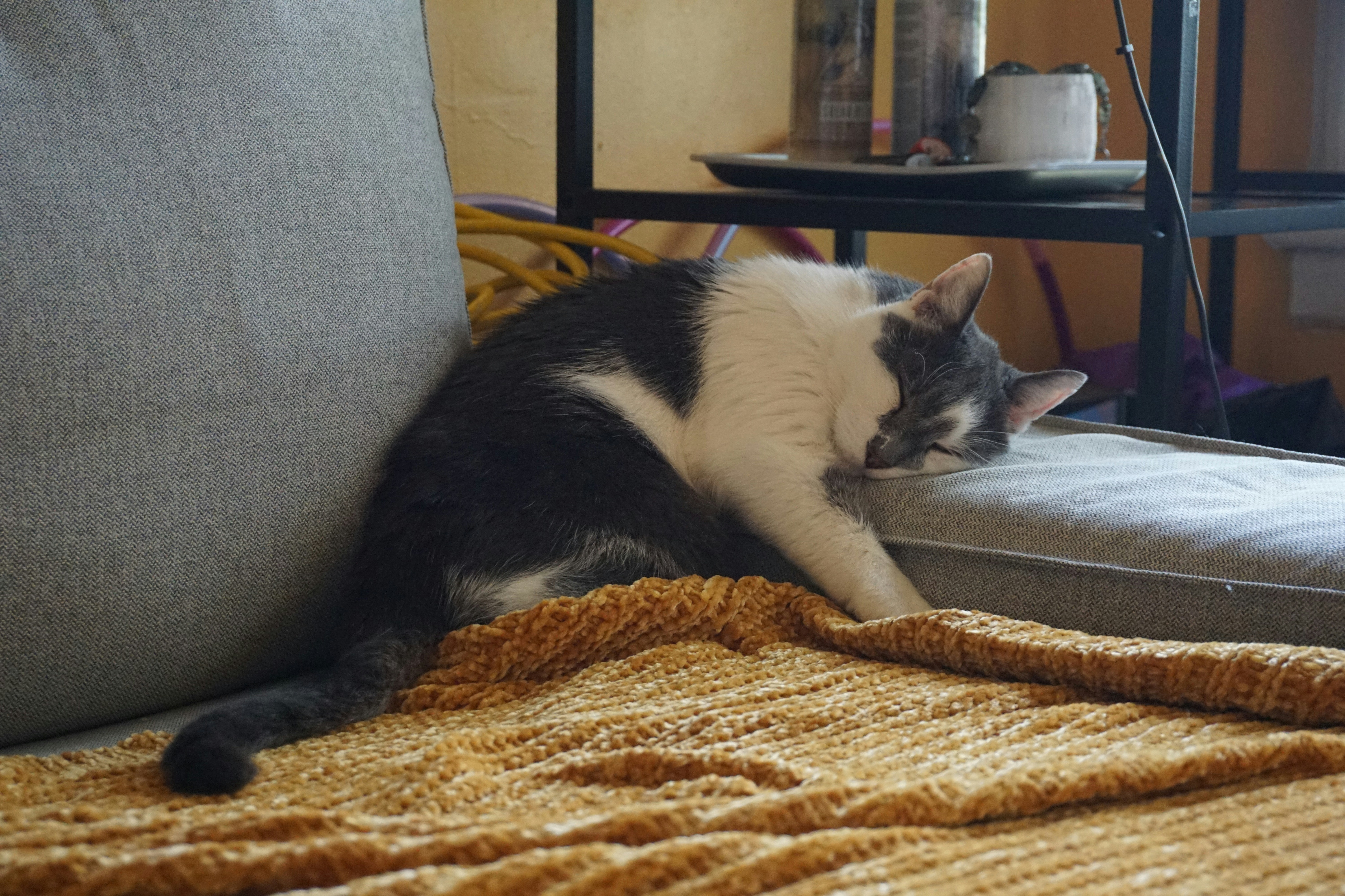 Photo by frolicsomefairy