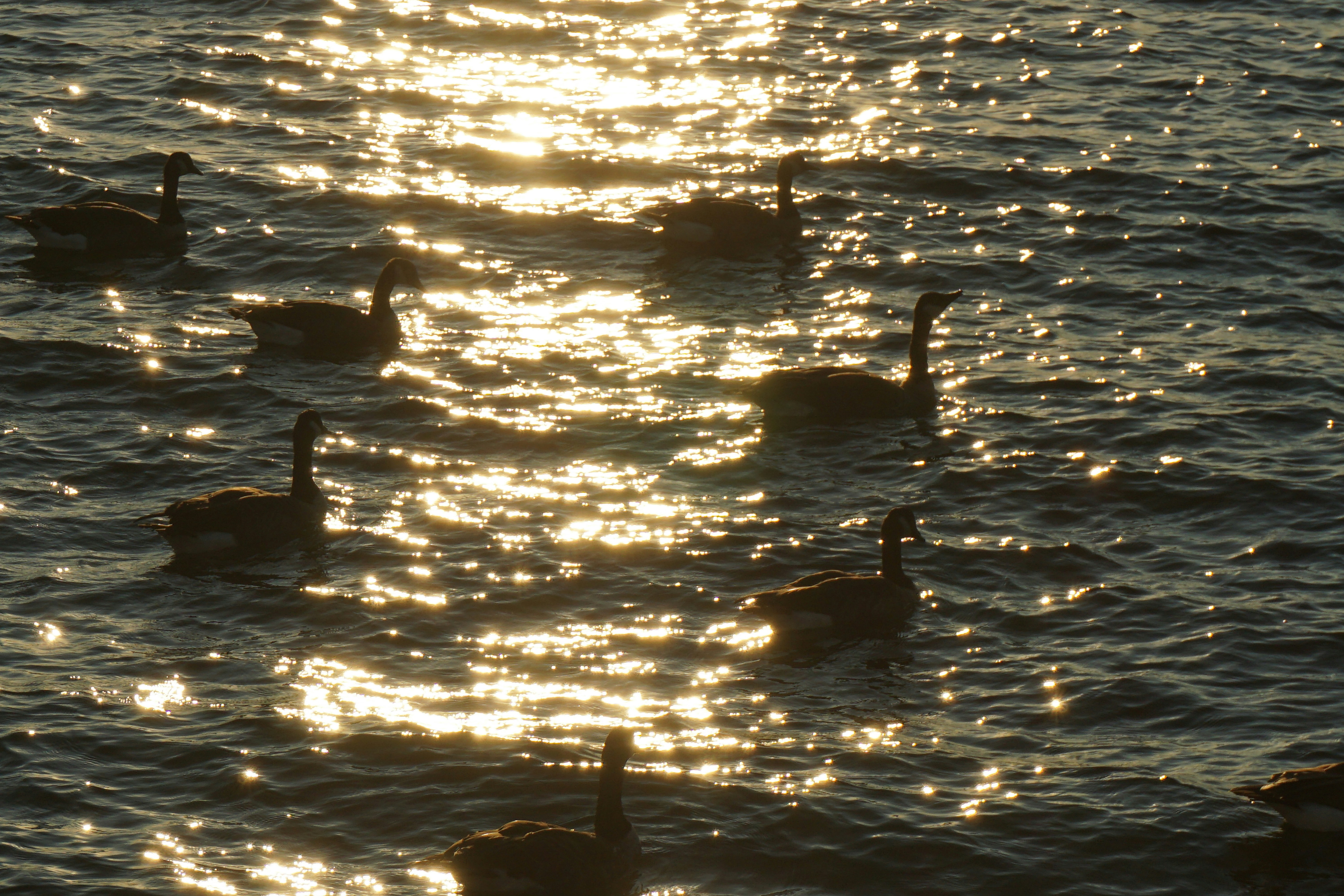 Photo by frolicsomefairy