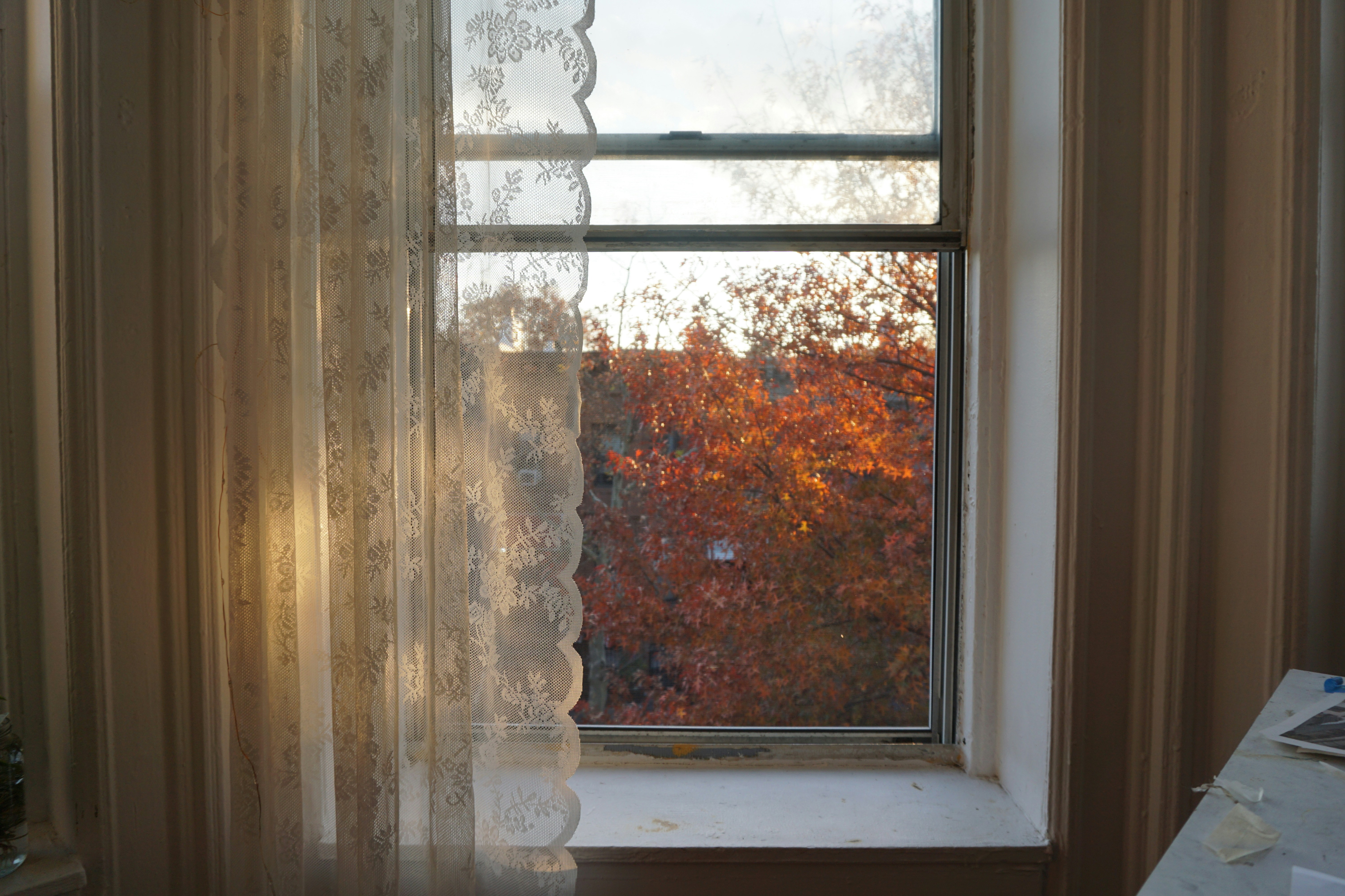 a window with a view of a tree outside