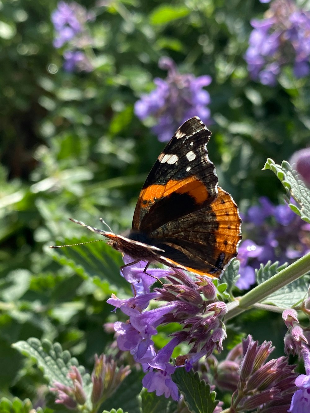 an orange and black butterfly sitting on a purple flower
