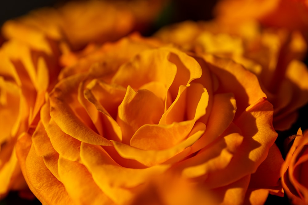 a close up of a yellow rose flower