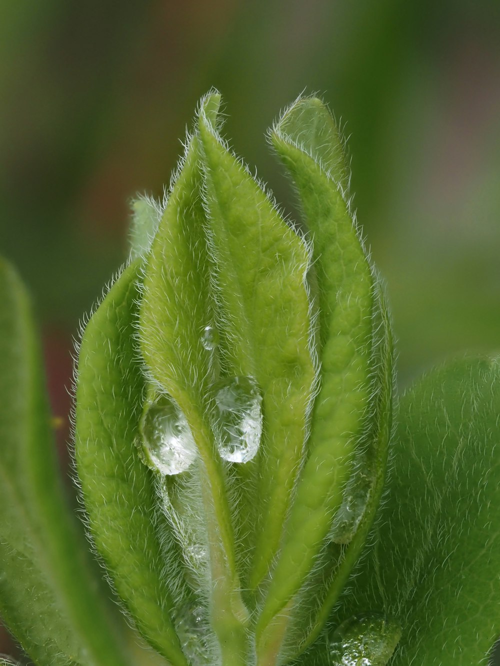 a green leaf with drops of water on it