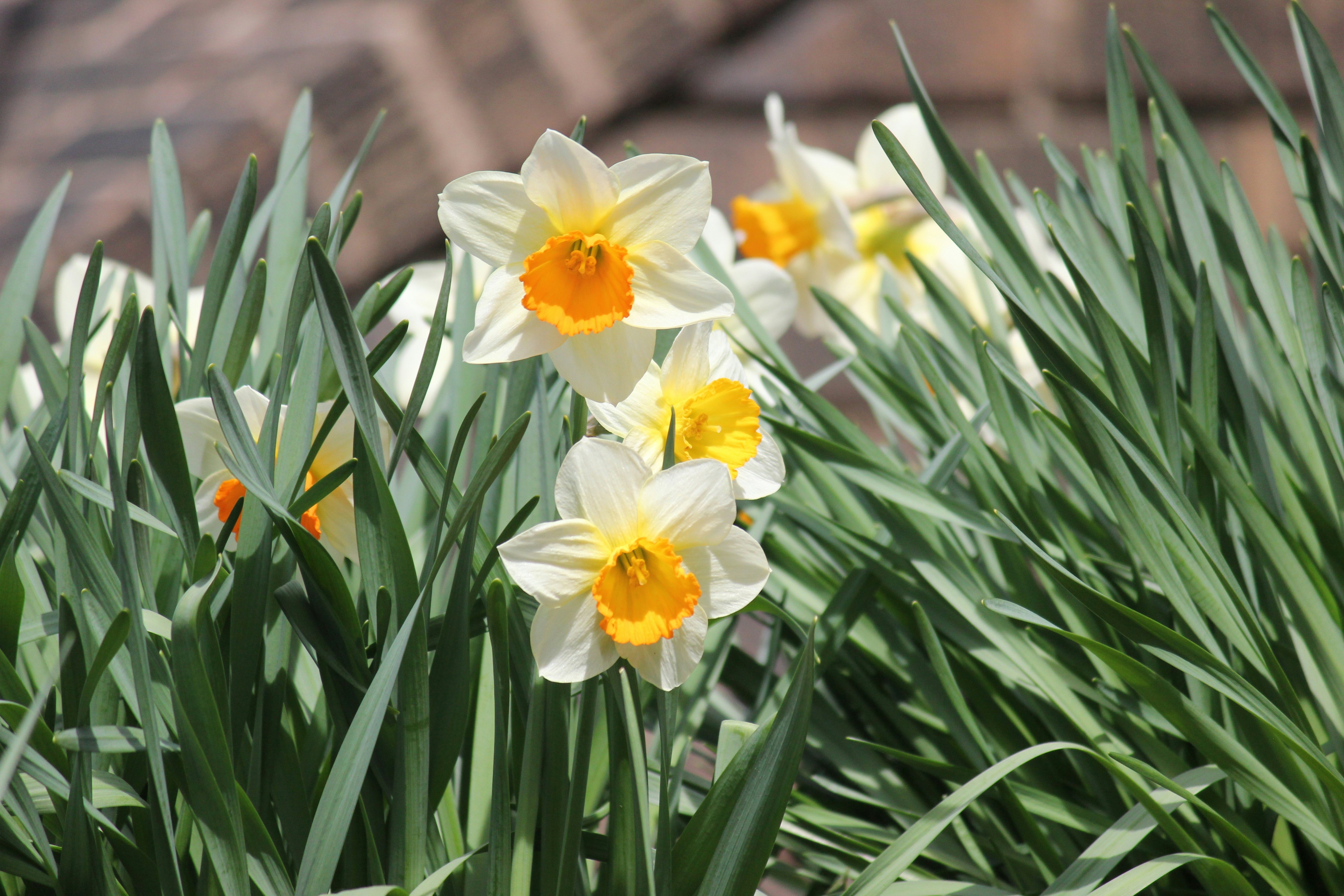 Photo by frolicsomefairy