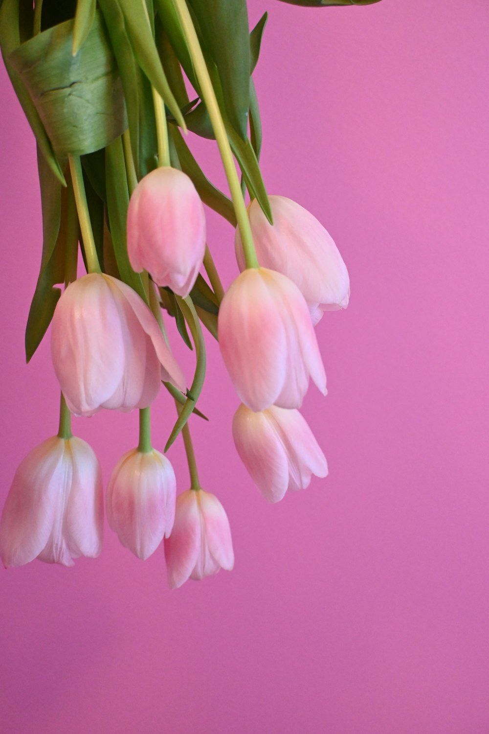 a bunch of pink tulips hanging from a branch