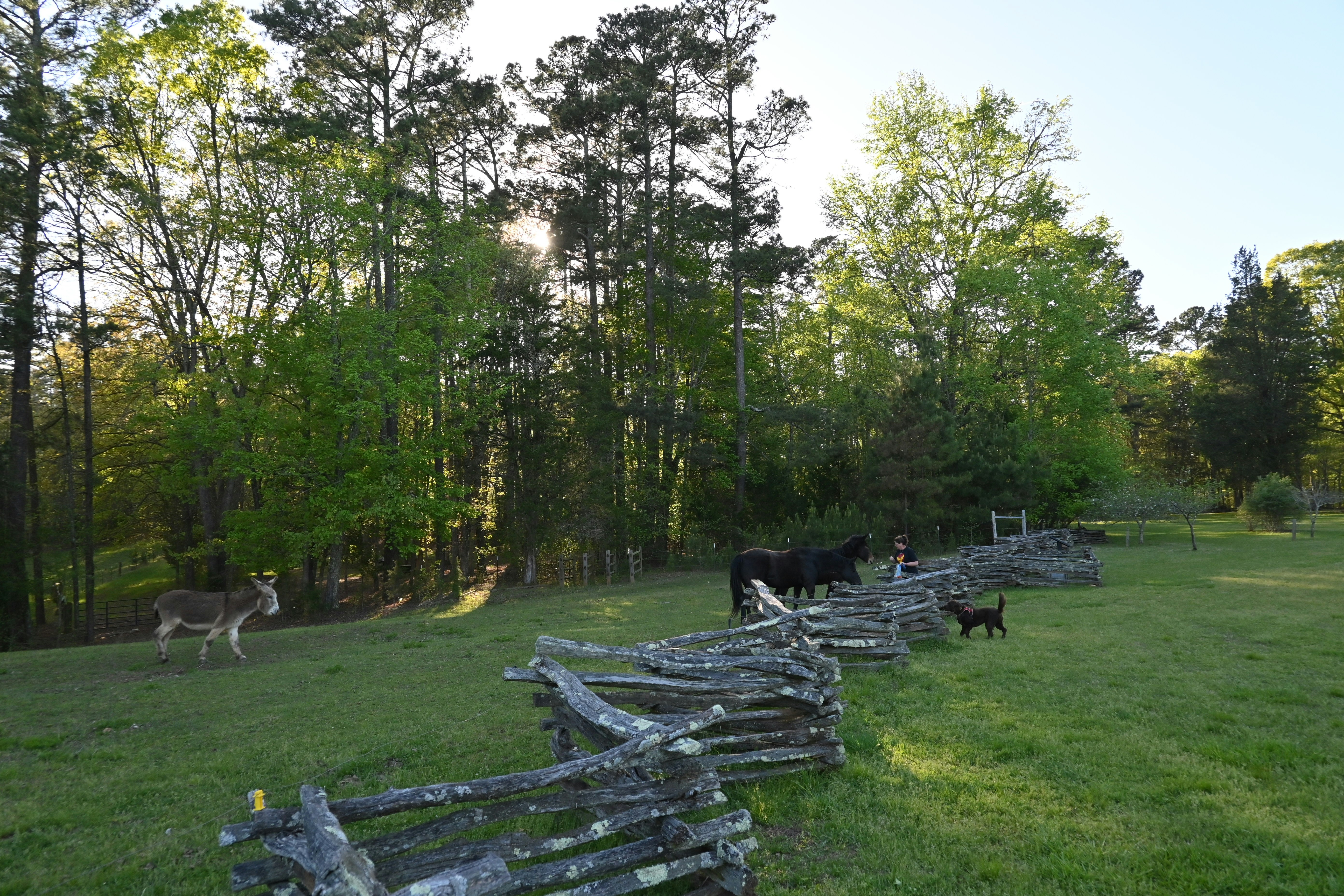 Cattle Tie-Outs