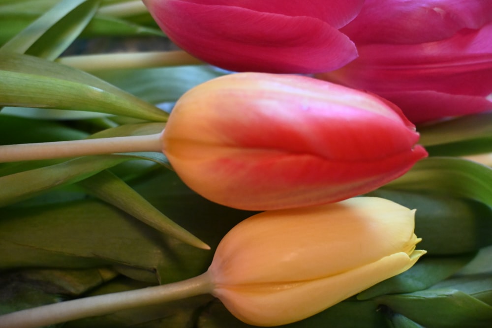 a close up of a bunch of flowers on a table