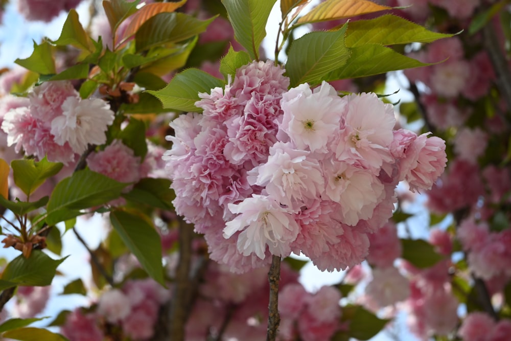 a bunch of pink flowers on a tree