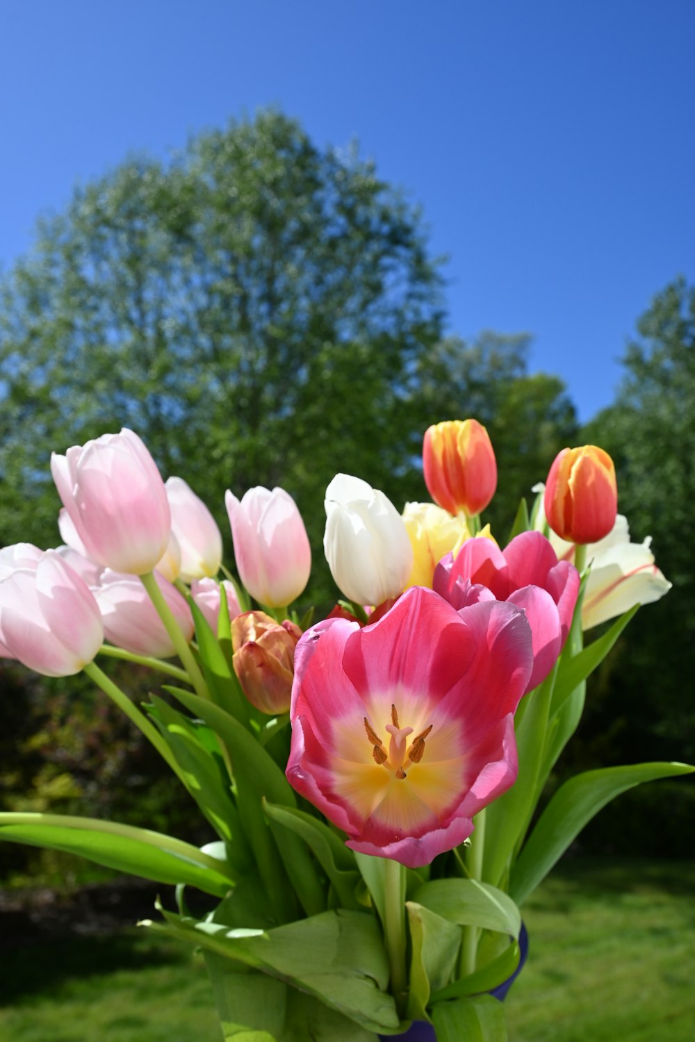 a blue vase filled with pink and yellow tulips