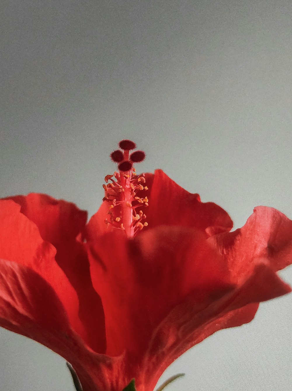 a red flower is in a glass vase