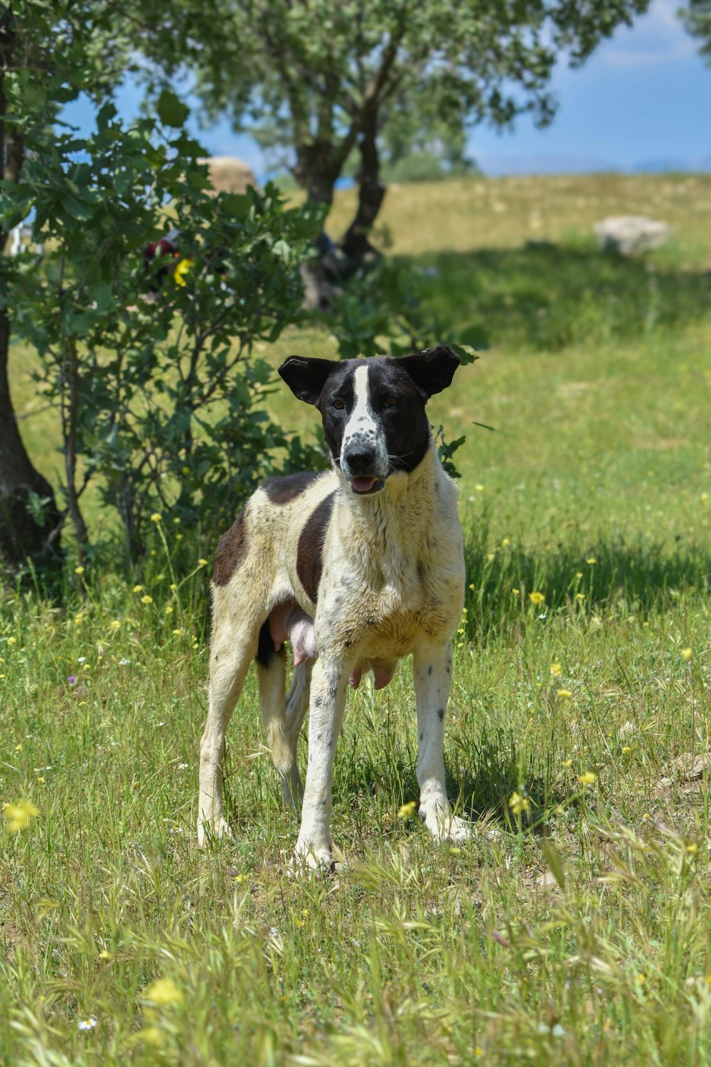 a black and white dog standing on top of a lush green field