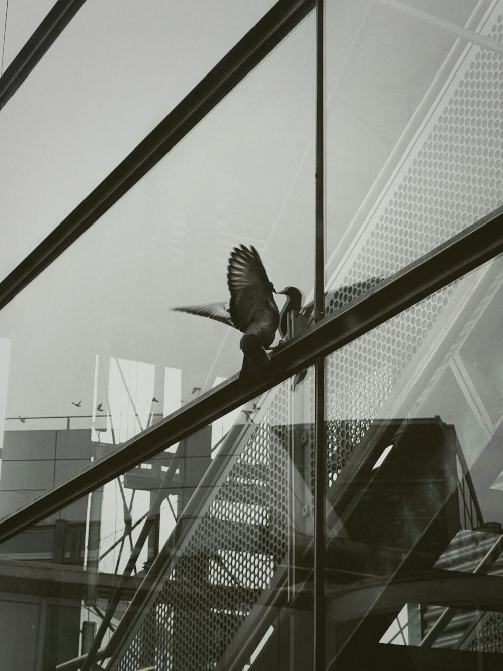 a black and white photo of a bird flying