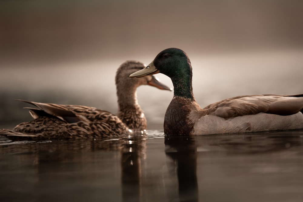 a couple of ducks floating on top of a body of water