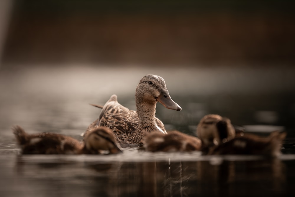 eine Gruppe von Enten, die auf einem Gewässer treiben