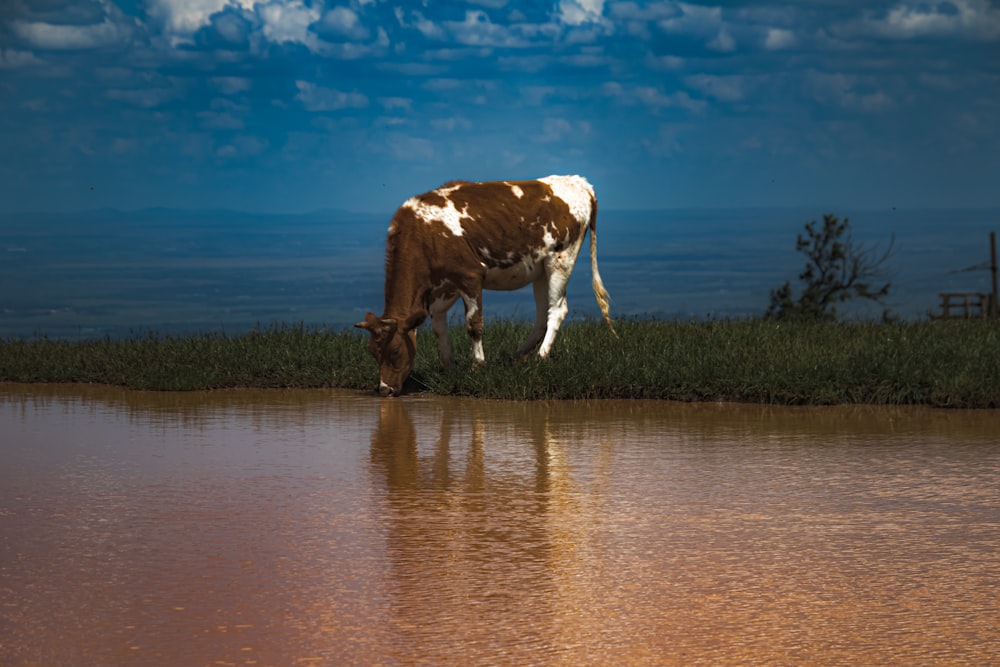 a brown and white cow drinking water from a pond