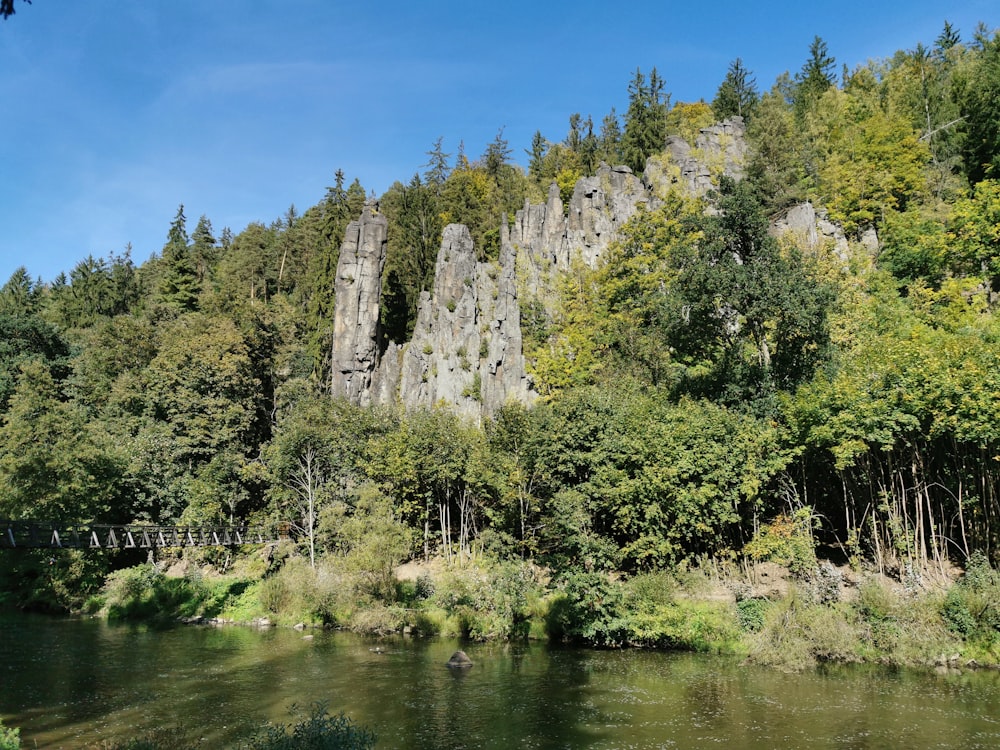 a river running through a lush green forest