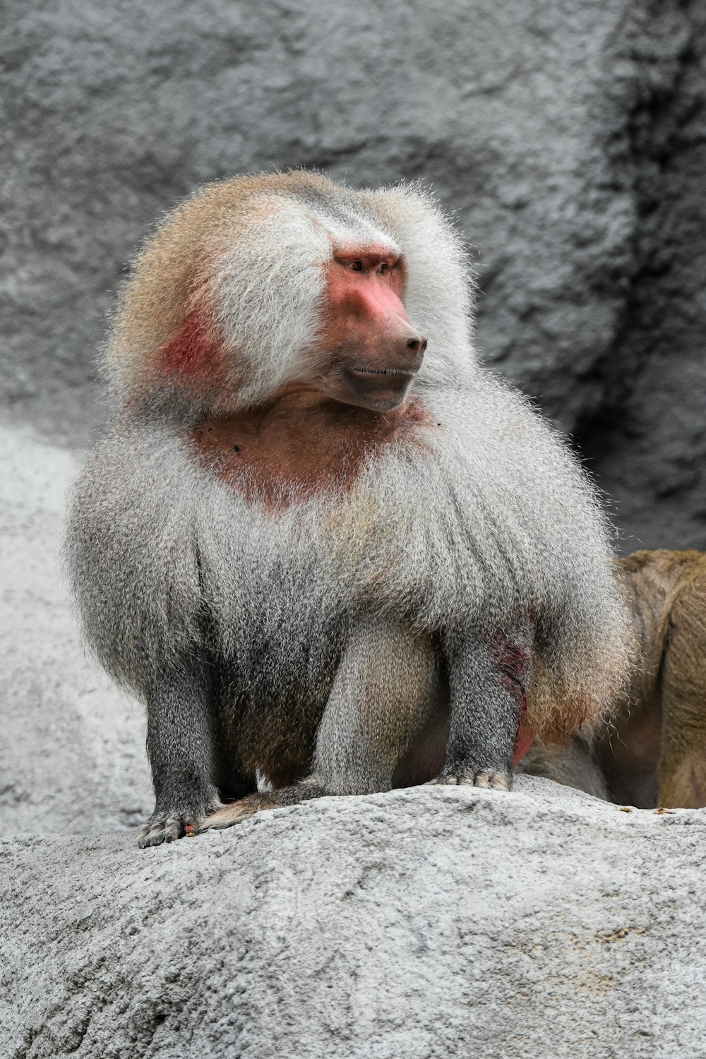 a monkey sitting on top of a rock next to another monkey