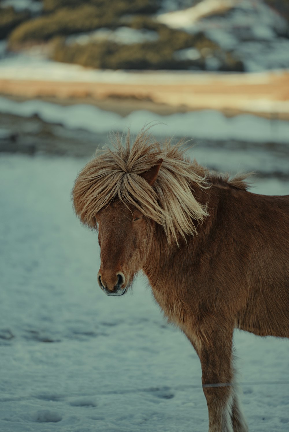 a brown horse with blonde hair standing in the snow