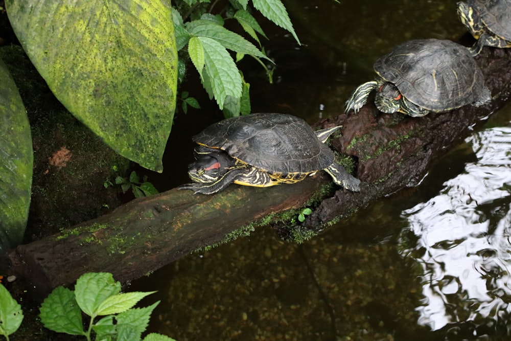 three turtles are sitting on a log in the water