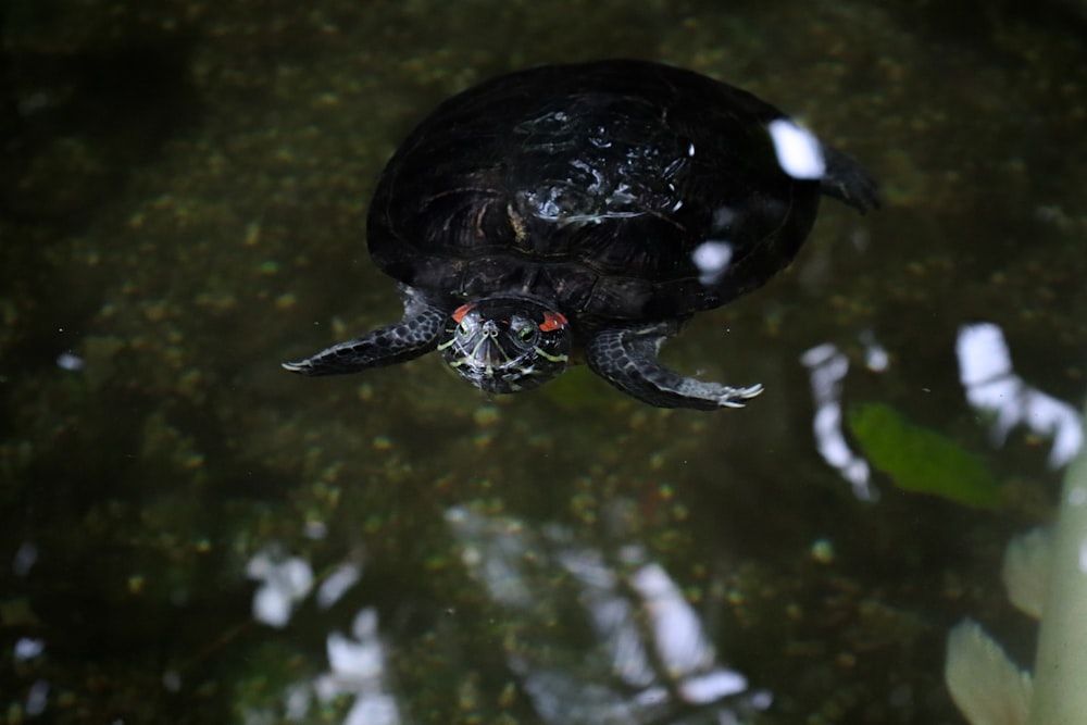 a turtle swimming in a pond of water