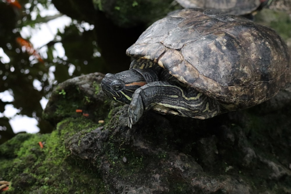 a turtle sitting on top of a moss covered rock