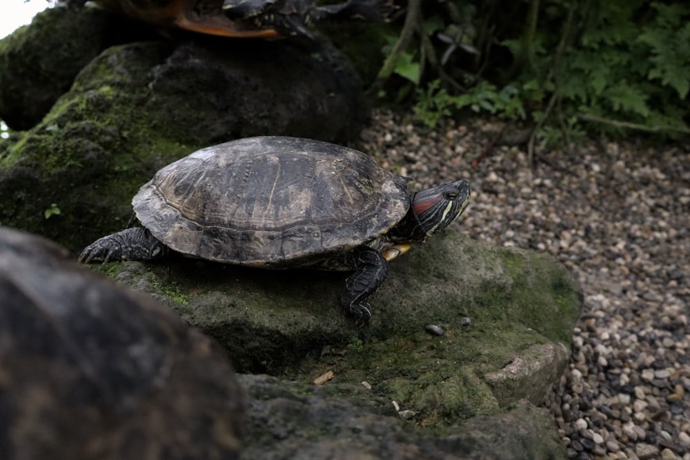 a turtle sitting on top of a moss covered rock