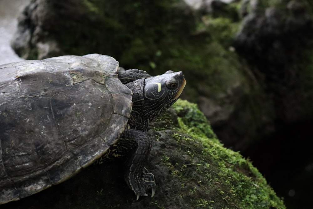a close up of a turtle on a rock