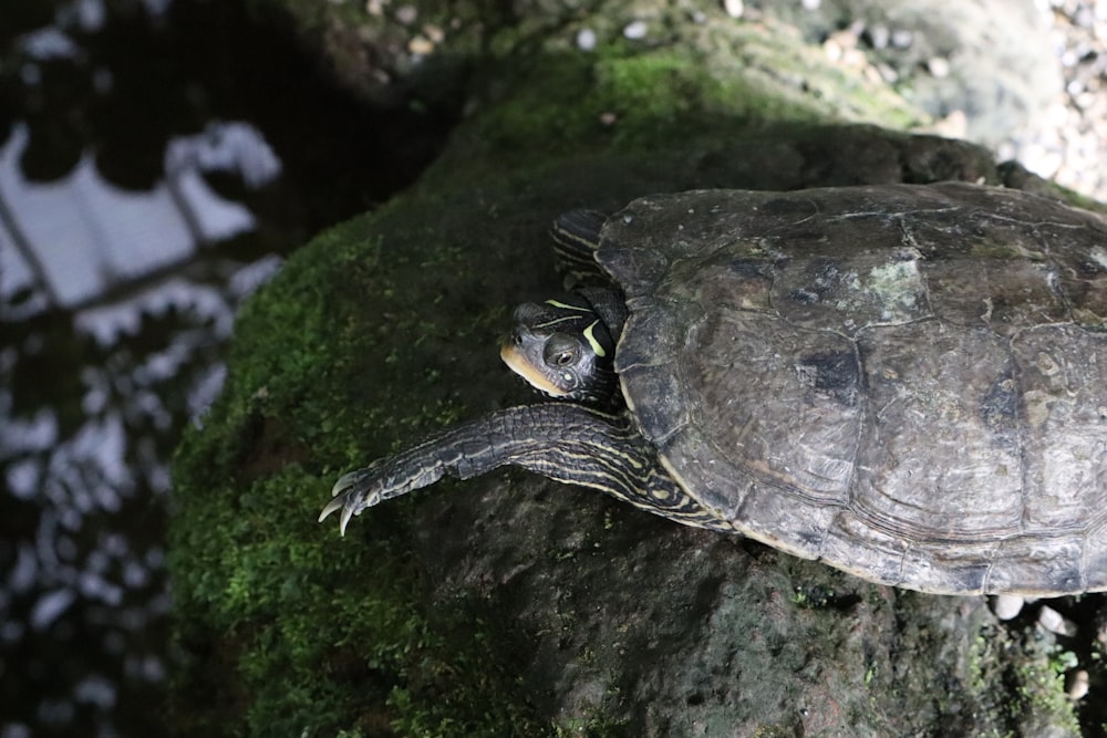 a turtle sitting on top of a moss covered rock