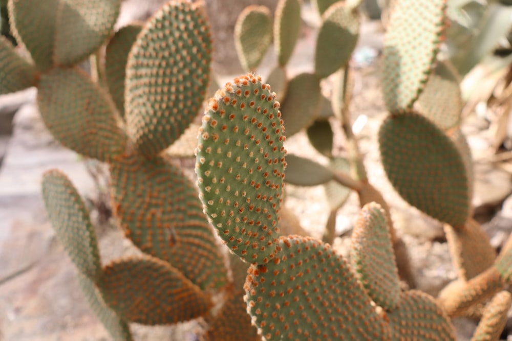 a close up of a small cactus plant