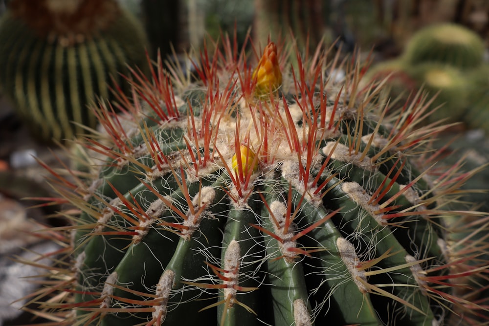 a close up of a cactus with red and yellow flowers