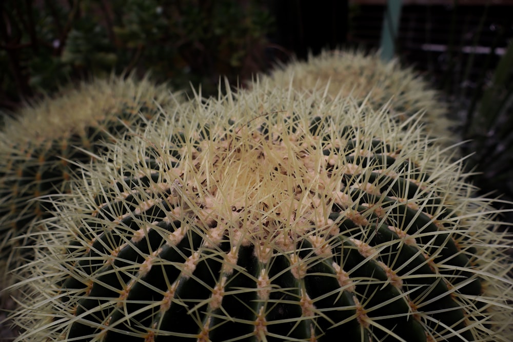 a close up of a large cactus plant