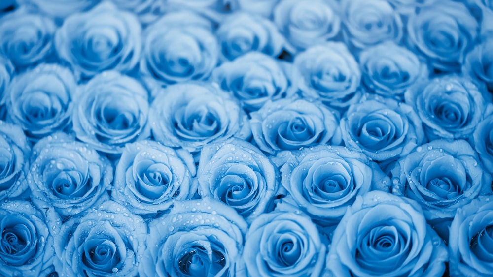 a bunch of blue roses with water droplets on them