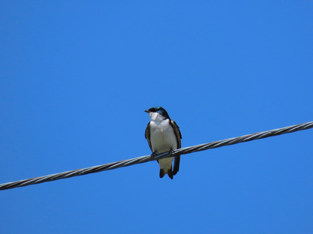 a bird sitting on a wire with a blue sky in the background