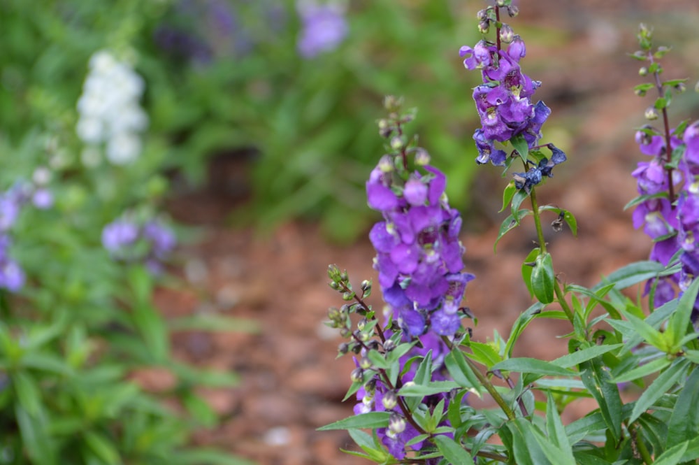 a close up of purple flowers in a garden