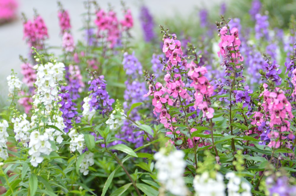 a garden filled with lots of purple and white flowers