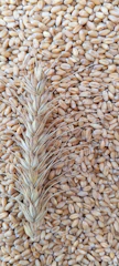 a close up of a bunch of grain on a table
