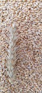 a close up of a bunch of grain on a table