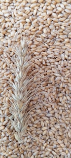 a close up of a bunch of grain on a table