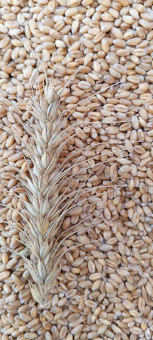 a close up of a bunch of grain on a table
