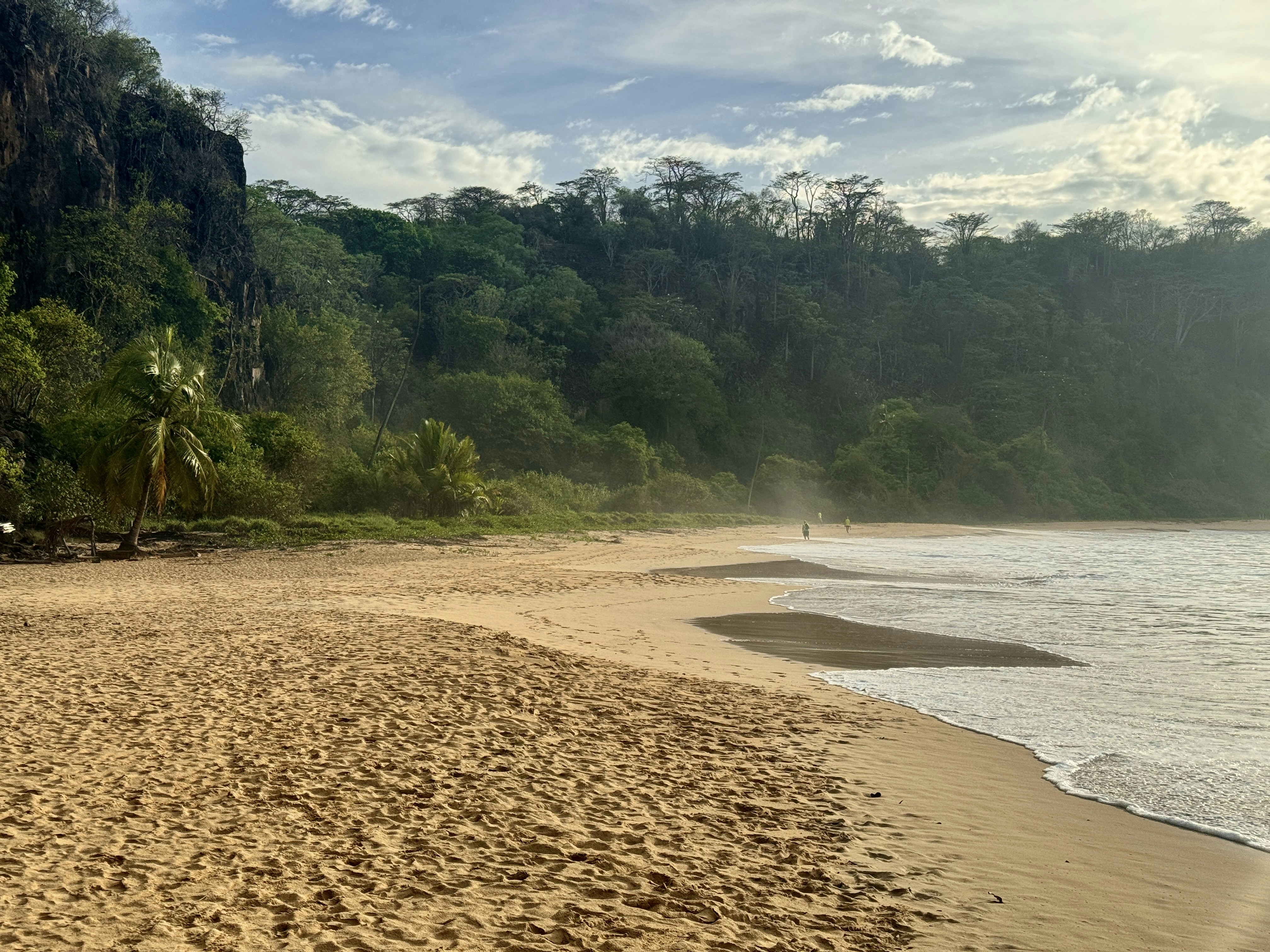 a sandy beach next to a lush green forest