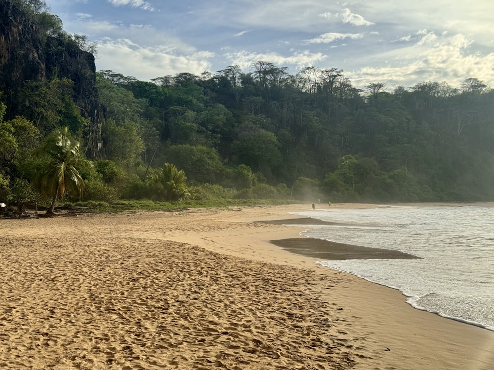 a sandy beach next to a lush green forest