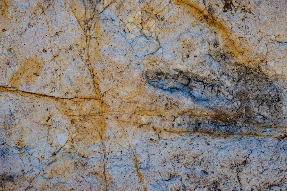 a close up of a rock with a bird on it