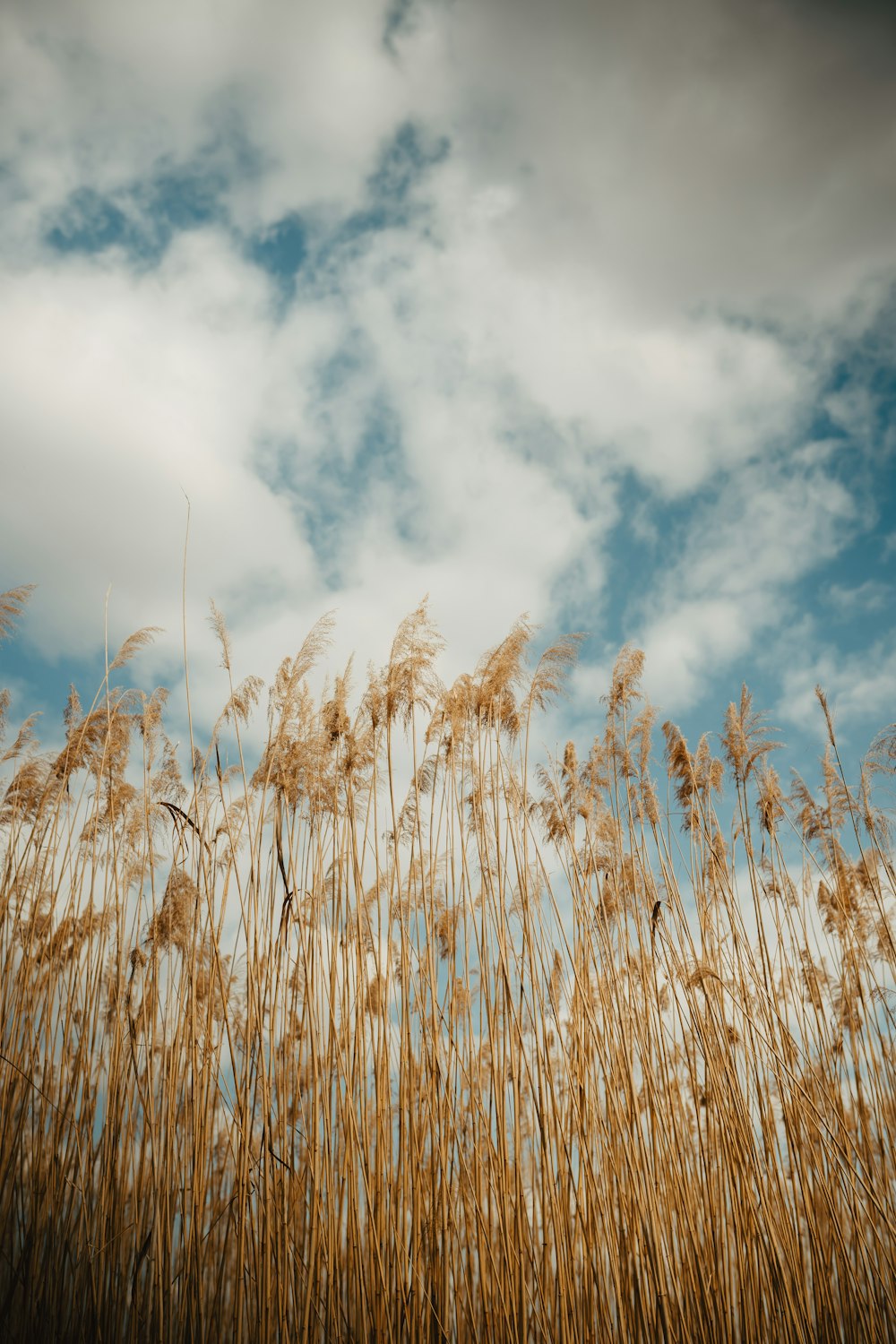 a field of tall grass under a cloudy blue sky