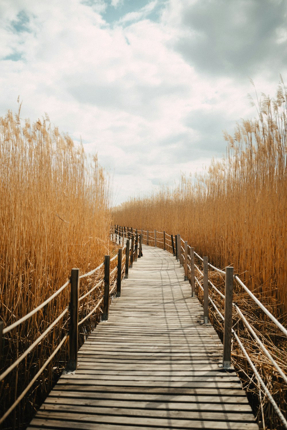 a wooden walkway leading to a field of tall grass