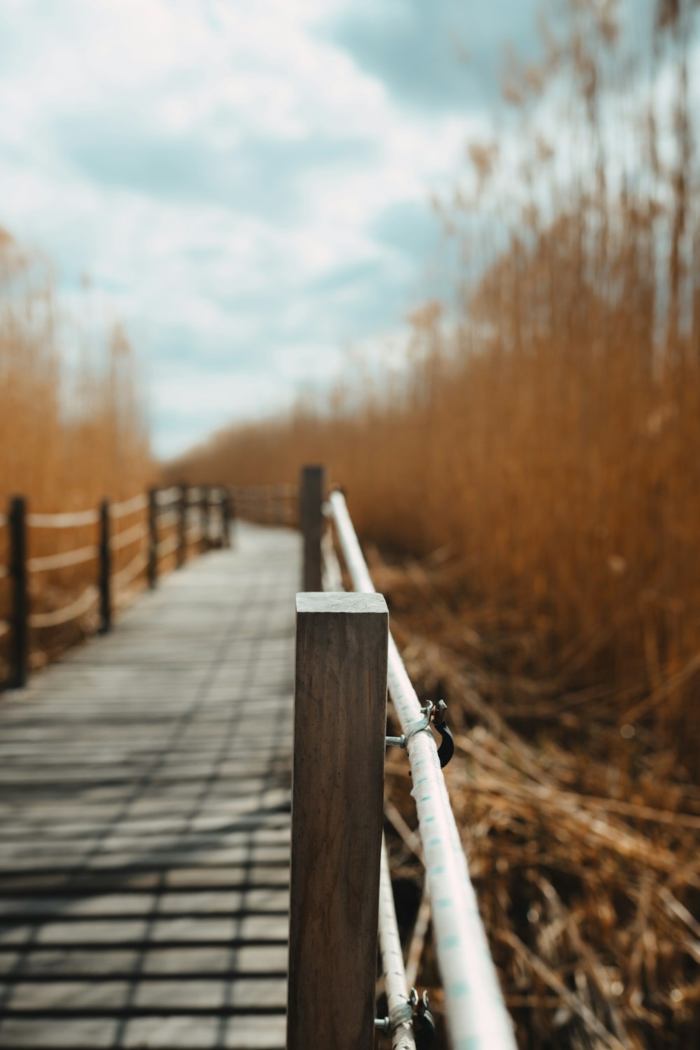 a wooden walkway leading to a field of tall grass