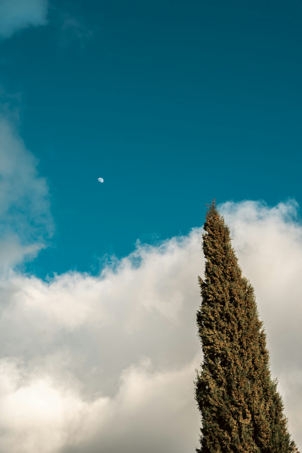 a tall tree with a half moon in the sky