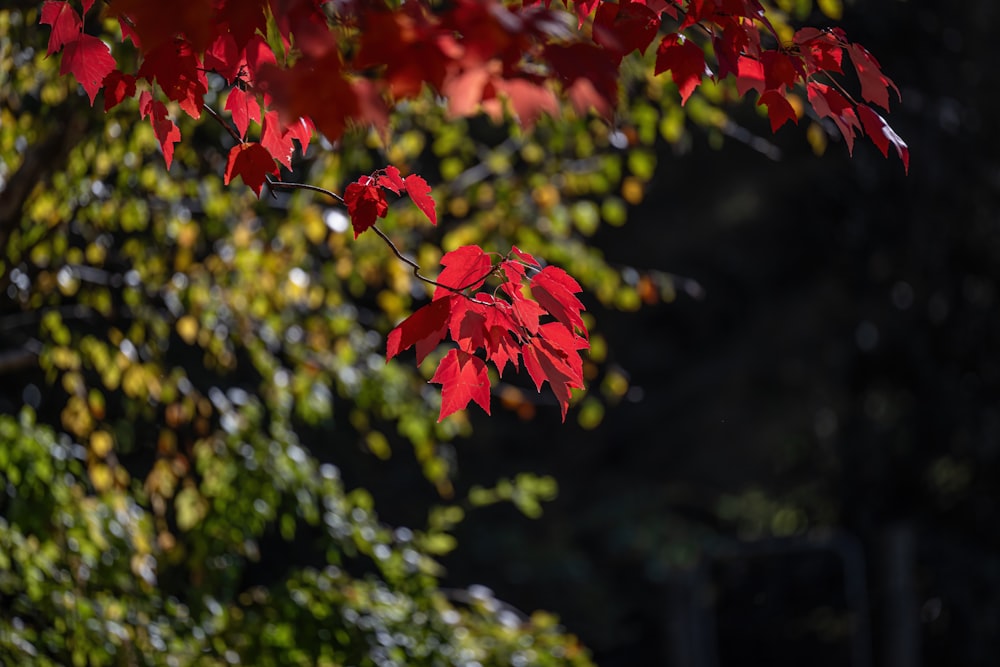 a tree with red leaves in the sunlight